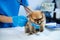 Vet listening PomeranianÂ dog with stetoscope in veterinary clinic